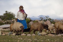 Des ânes, des lamas, des moutons, des boliviens, et des touristes